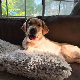 Penny - Yellow female Labrador Retriever puppy in Somerset, California from Cantina Labs and Cavs