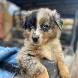 Girl 2 - Blue merle female Australian Shepherd puppy in Smithville, Arkansas from Harris Farms and Aussies