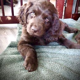 Boykin Spaniel Puppies from Bayhill Boykins