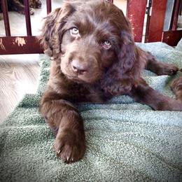 Boykin Spaniel Puppies from Bayhill Boykins