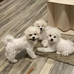 Bichon Frise Puppies from Johnson's Pups