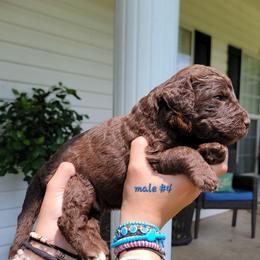 Boy 4 - male Newfypoo puppy in Shelby, Alabama from New Life Family Farm