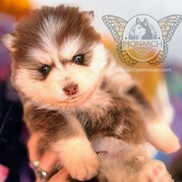 Monarch French Fry - Pomsky puppy from Monarch Pomskies | Northern Colorado