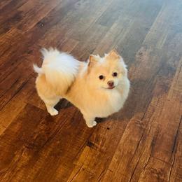 Dolly - Pomeranian