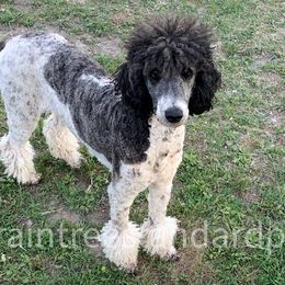 Mersedes - Poodle