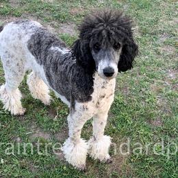 Mersedes - Poodle