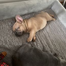 Viper - Blue fawn male French Bulldog puppy in Springfield, Virginia from Pardon My Frenchies