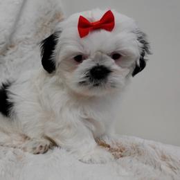 Dottie - Black and white female Shih Tzu puppy in Northridge, California from Our ShihTzu Family