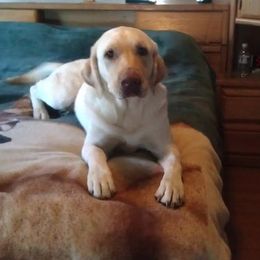 Labrador Retrievers from Sue Calvert's Labrador Retrievers