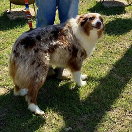 Remi - Australian Shepherd