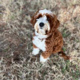 Coast - Goldendoodle