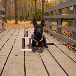 Dutch Shepherd puppies from Faberge Hollandse Herdershond