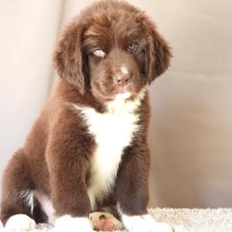 Sage - Brown female Newfoundland puppy in Dalton, Ohio from Newfforu