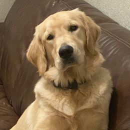 Rainey - Golden Retriever
