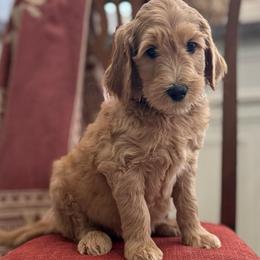 Grumpy-Red - Apricot male Goldendoodle puppy in Bay City, Texas from Charming Doods Goldendoodles