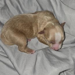Boy 1 - Apricot male Maltipoo puppy in Brooksville, Florida from DeVall Maltipoos