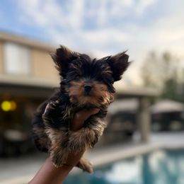 Carter - Black and gold male Yorkshire Terrier puppy in Patterson, California from Luxe Yorkies of Central Valley