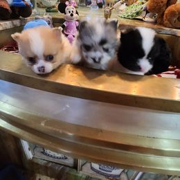 Pomeranian Puppies from La Belle Pomeranians