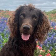 Bridger - Boykin Spaniel