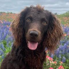 Bridger - Boykin Spaniel