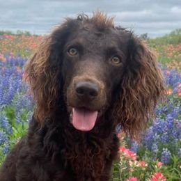 Bridger - Boykin Spaniel