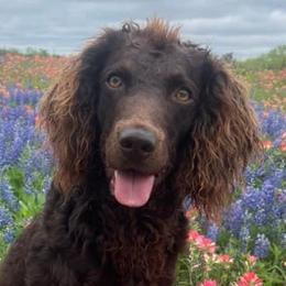 Bridger - Boykin Spaniel