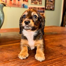AKC female 5 - Wild  boar and tan female Dachshund puppy in Knoxville, Tennessee from Thea's Puppies