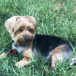 Teddy - Yorkshire Terrier