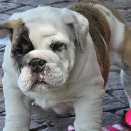Lyla - Red brindle and white female Bulldog puppy in Wichita, Kansas from Waltman's Bulldog's