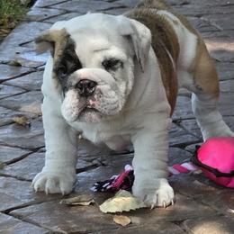 Lyla - Red brindle and white female Bulldog puppy in Wichita, Kansas from Waltman's Bulldog's