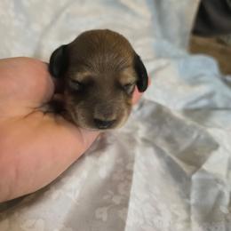 Bear - Cream male Dachshund puppy in Greenwood, Missouri from Nukee's Beagles dachshunds Corgis