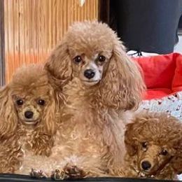 Poodles from Sunflower Breeding