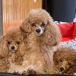 Poodles from Sunflower Breeding