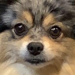 Wolf - Pomeranian