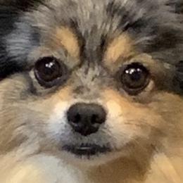 Wolf - Pomeranian