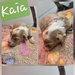 Kaia - Red  female Goldendoodle puppy in Palestine, Texas from KK's Doodle Bunch