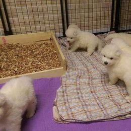 Samoyed Puppies from SnoDen Samoyeds