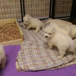 Samoyed Puppies from SnoDen Samoyeds