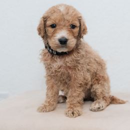 Chessy - Cream male Goldendoodle puppy in Tucson, Arizona from Ever After Doodles Arizona