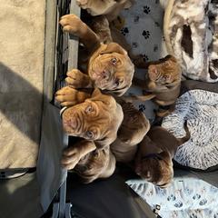Dogue de Bordeaux Puppies from Rogue Bordeaux