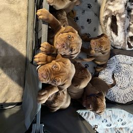 Dogue de Bordeaux Puppies from Rogue Bordeaux