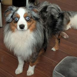 Theo - Toy Australian Shepherd
