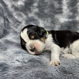 Adam - Black white and tan male English Springer Spaniel puppy in Battle Creek, Michigan from Eden Springer Spaniels