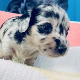 Dachshund Puppies from Meldox