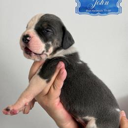 John - Blue Harlequin Tanpoint - Harlequin male Great Dane puppy in Morton, Illinois from That Gurl K9s