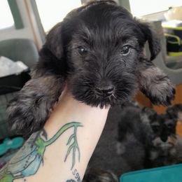 Miniature Schnauzer Puppies from Kelly's Mini Schnauzers