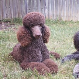 Cody - Poodle