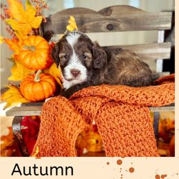 Autumn - Australian Labradoodle puppy from Saving Grace Labradoodles