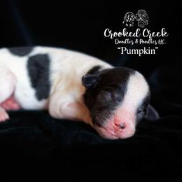 Boy 2 - male Goldendoodle puppy in Woodruff, South Carolina from Crooked Creek Doodles and Poodles
