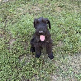 Ellie - Black female Giant Schnauzer puppy in Bois D’arc, Missouri from Down Low Kennels